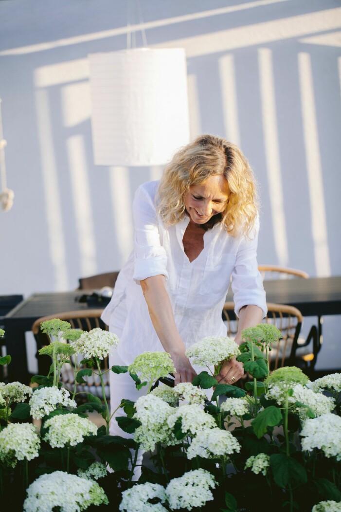 Helen älskar att vara i trädgården och ta hand om sina växter. Här klipper hon av en blomma på vidjehortensian ’Annabelle’. Helen Rosenkvist med sin vidjehortensia.