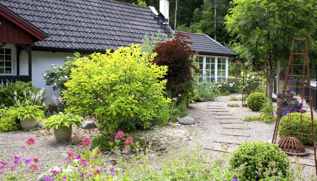 Grusgården grönskar! Här finns träd, buskar och blommande perenner med ett lätt och lekfullt intryck. Grusgångar omringade av grönska i Anne och Lasses trädgård.