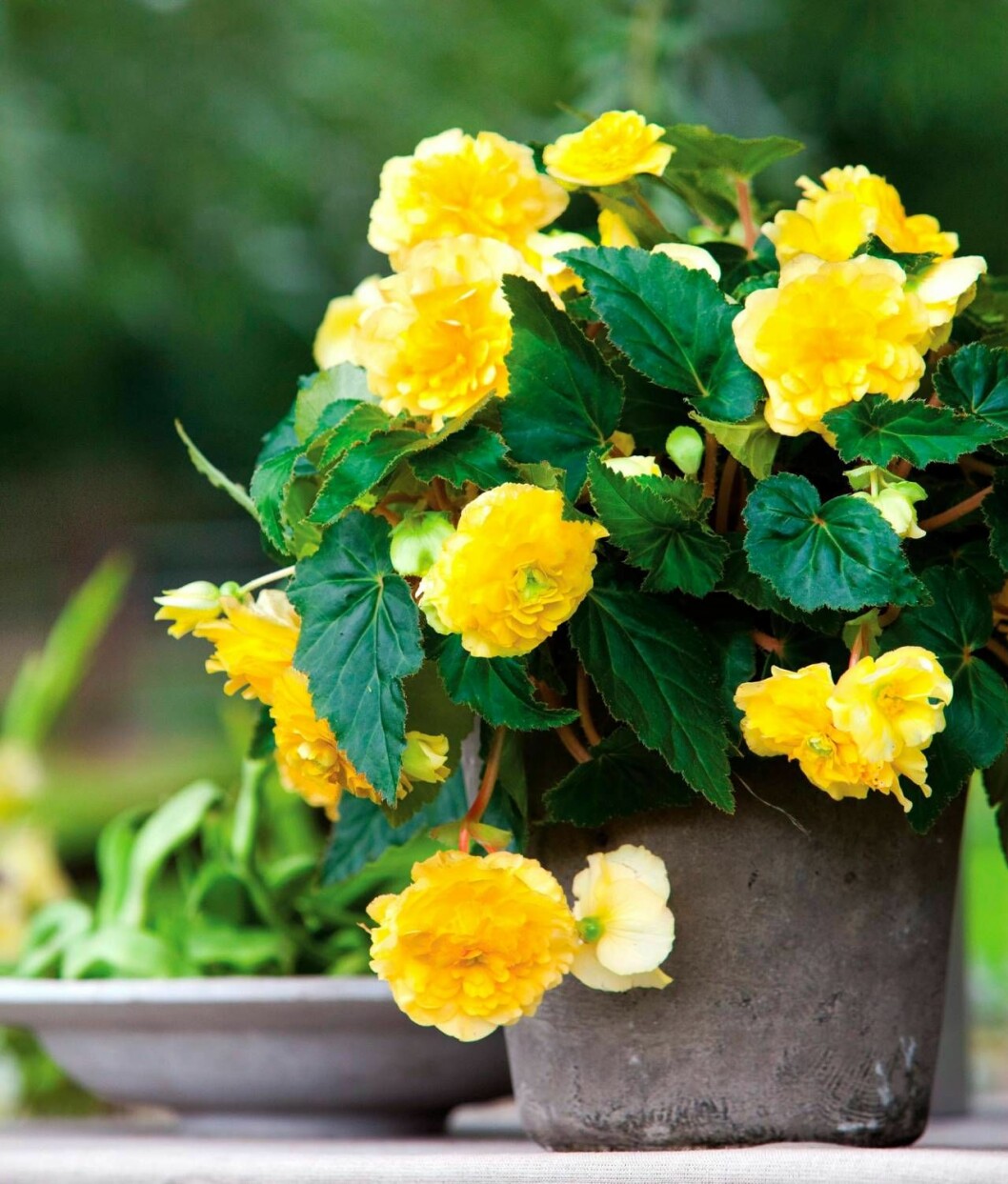 Underbara knölbegonian som blommar snällt hela sommaren. Plantera gärna några tillsammans, det ger en härlig massverkan. Sätt dem i stor kruka eller ampel. Begonian trivs i sol till halvskugga. Vattna när jorden torkat upp och ge svag dos näring varje gång du vattnar. Foto: W.H. Zandbergen Knölbegonia