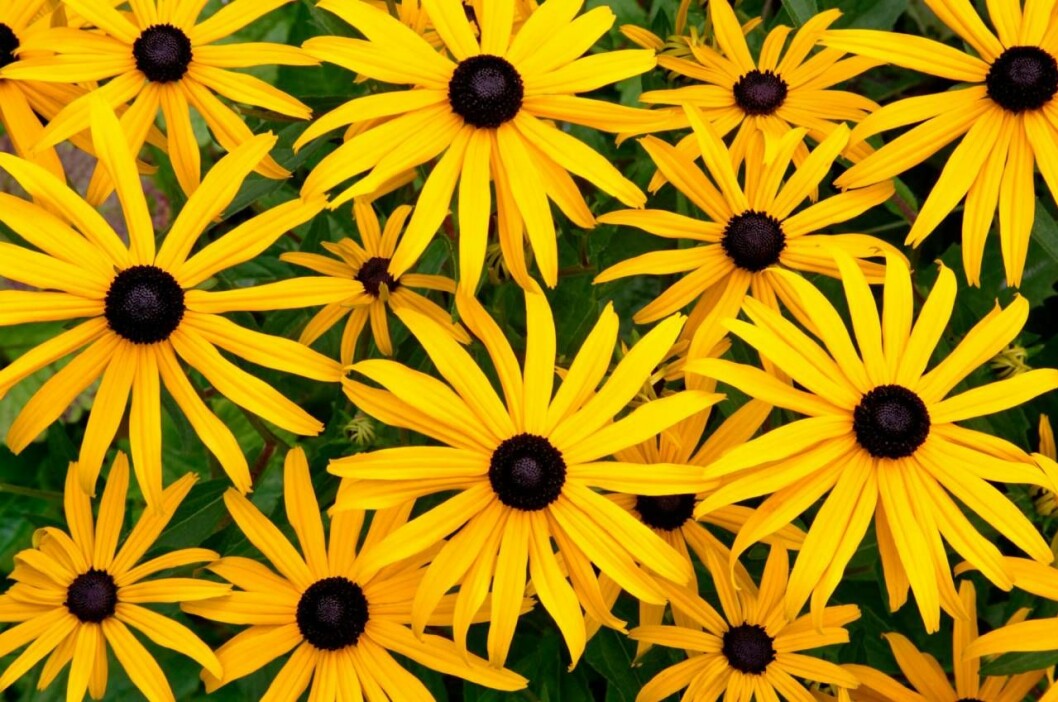 Strålrudbeckian är en stadig och långlivad perenn. Den trivs i sol till halvskugga och vill ha fuktig, väldränerad jord. Blommar länge. Foto: Agency Strålrudbeckian