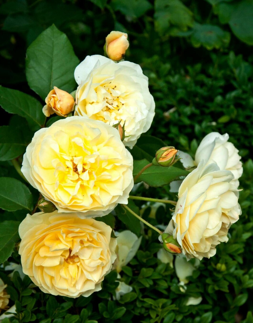 Rosen ’The Pilgrim’ är starkt doftande och har delikata blommor som är mycket vackra i buketter. Den växer som buskros och remonterar. Härdig till zon 3. Foto: Ann Marie Andreasson Rosen