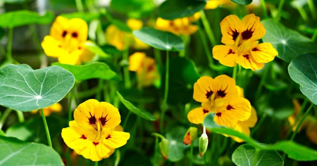Krasse är en gammal trotjänare. Lätt att odla och trivs i både sol och skugga. Ge den inte för mycket näring, då blommar den sämre. Foto: Oliver Brachat Krasse
