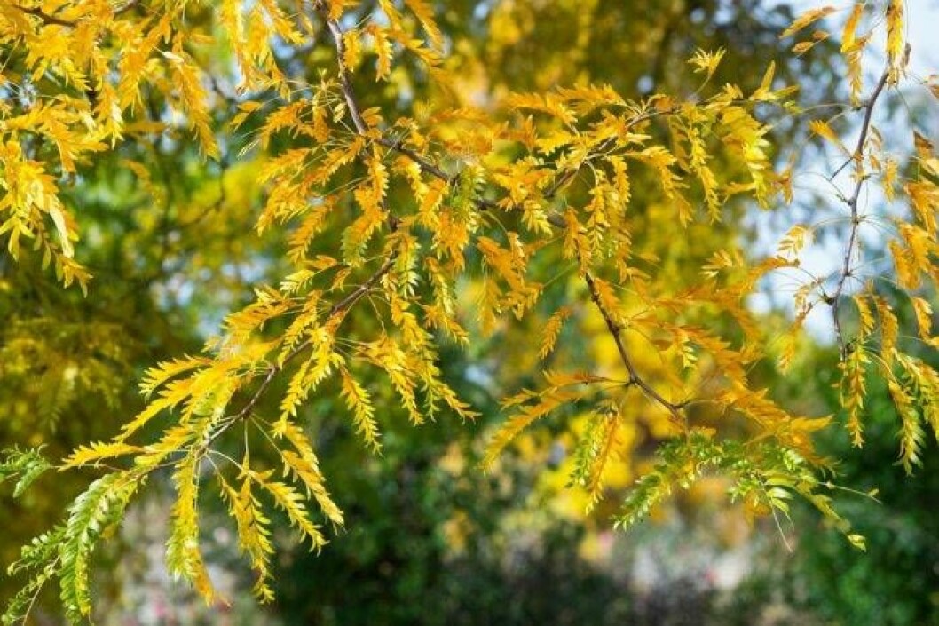 Gulbladigt korstörne, Gleditsia triacanthos, ‘Sunburst’. Höjd 8–12 m, zon 2. Foto: IBL Gulbladigt korstörne trädguiden
