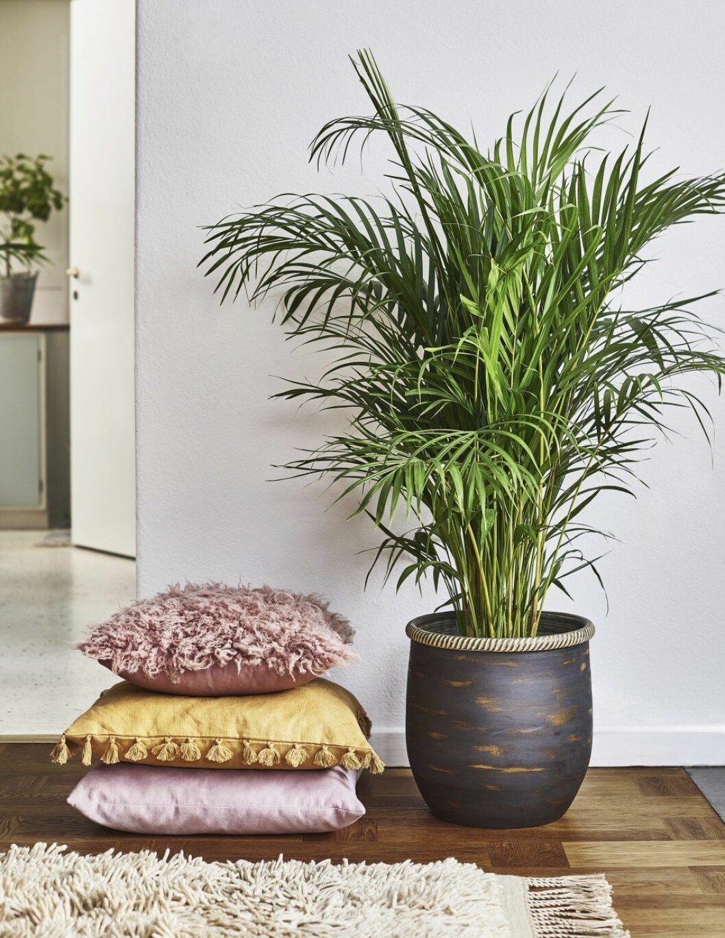 Guldpalm skapar djungelkänsla i hemmet och renar luften. Foto: Plantagen Guldpalm skapar djungelkänsla i hemmet och renar luften.