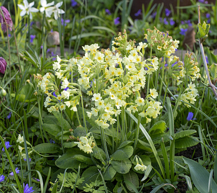 Det är härligt att ha mycket blommor i trädgården tycker Lena. Här ståtar gullvivor och balkansippor tillsammans. Det är härligt att ha mycket blommor i trädgården tycker Lena. Här ståtar gullvivor och balkansippor tillsammans.