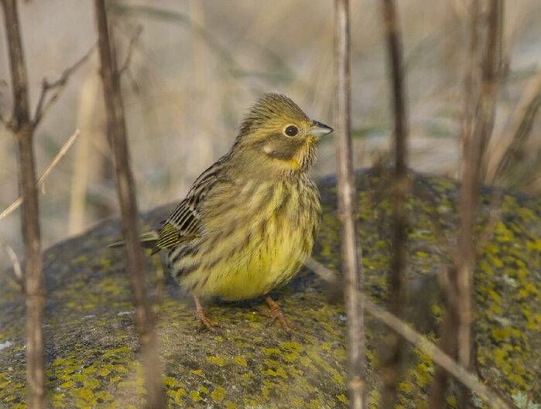 Foto: Peter Helperin Den vackra gulsparven är en av trädgårdens vanliga småfåglar.