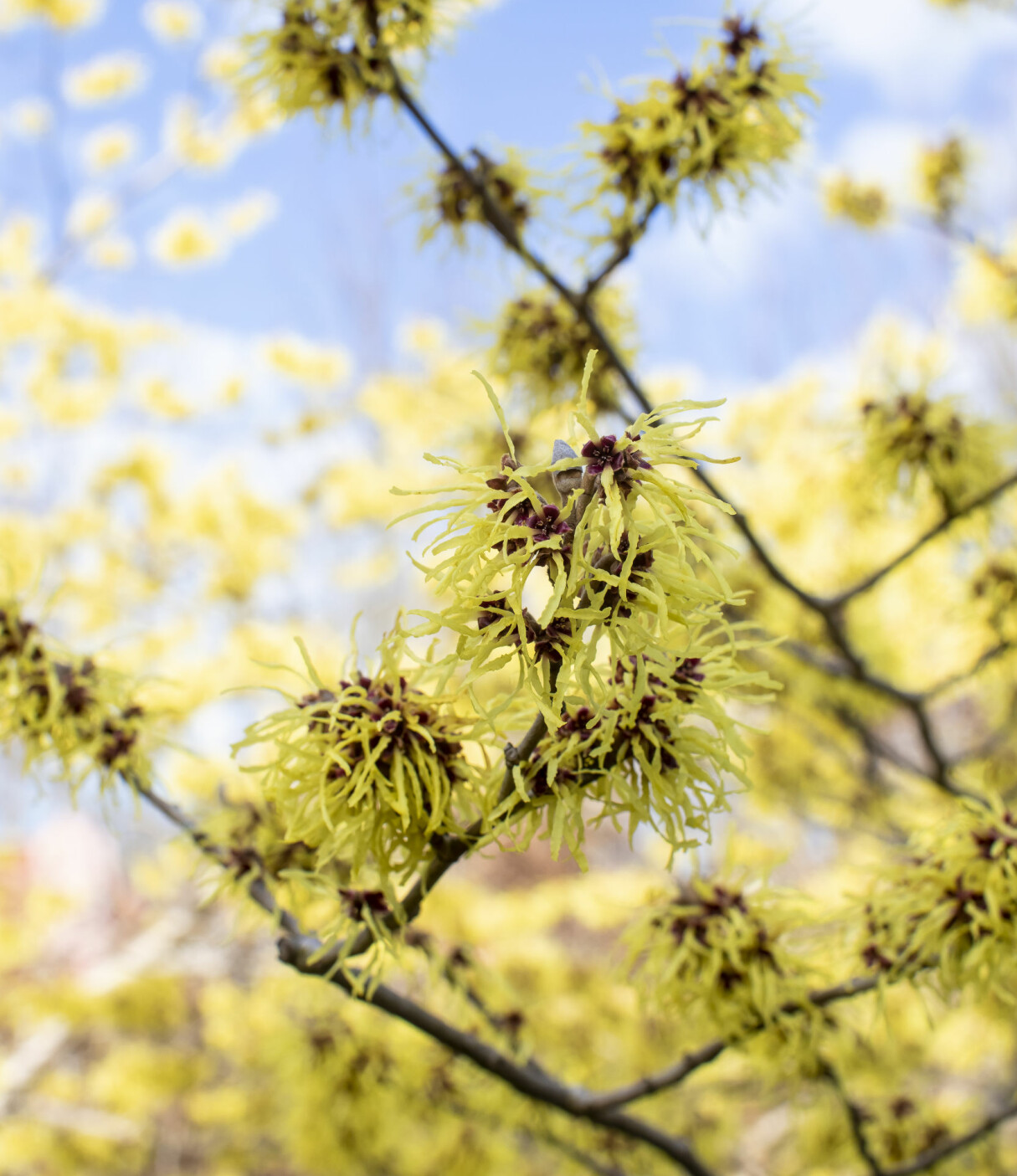 Hybridtrollhasseln, <em>Hamamelis x intermedia,</em> börjar blomma i mellandagarna och fortsätter fram till månadsskiftet mars/april. Trollhassel mot en blå himmel.