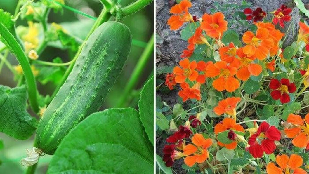 Foto: IBL Plantera gurka och krasse ihop.