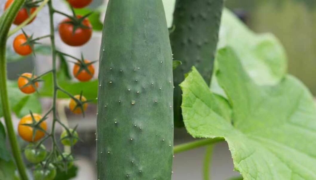 Så här lyckas du med att odla tomat och gurka i växthus.