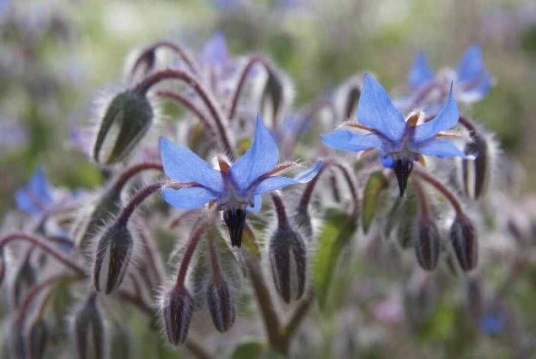 Gurkörtens blommor är ömtåliga, plocka loss dem från stjälken precis före serveringen.