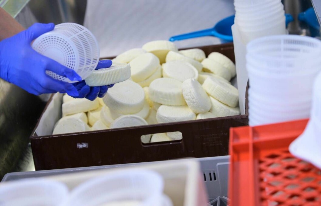Inte ens ekologisk odling är oomstridd. Svenska ost-alternativ fick ett uppsving när halloumi från Cypern tappade på grund av antibiotikarapportering. Genrebild av hantering av ost.