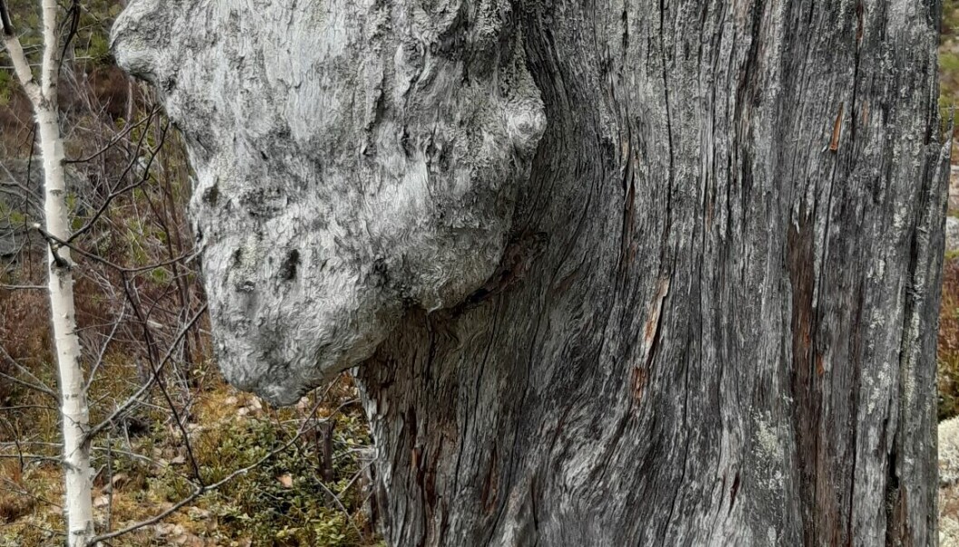 Stubbe i Ramsjö.