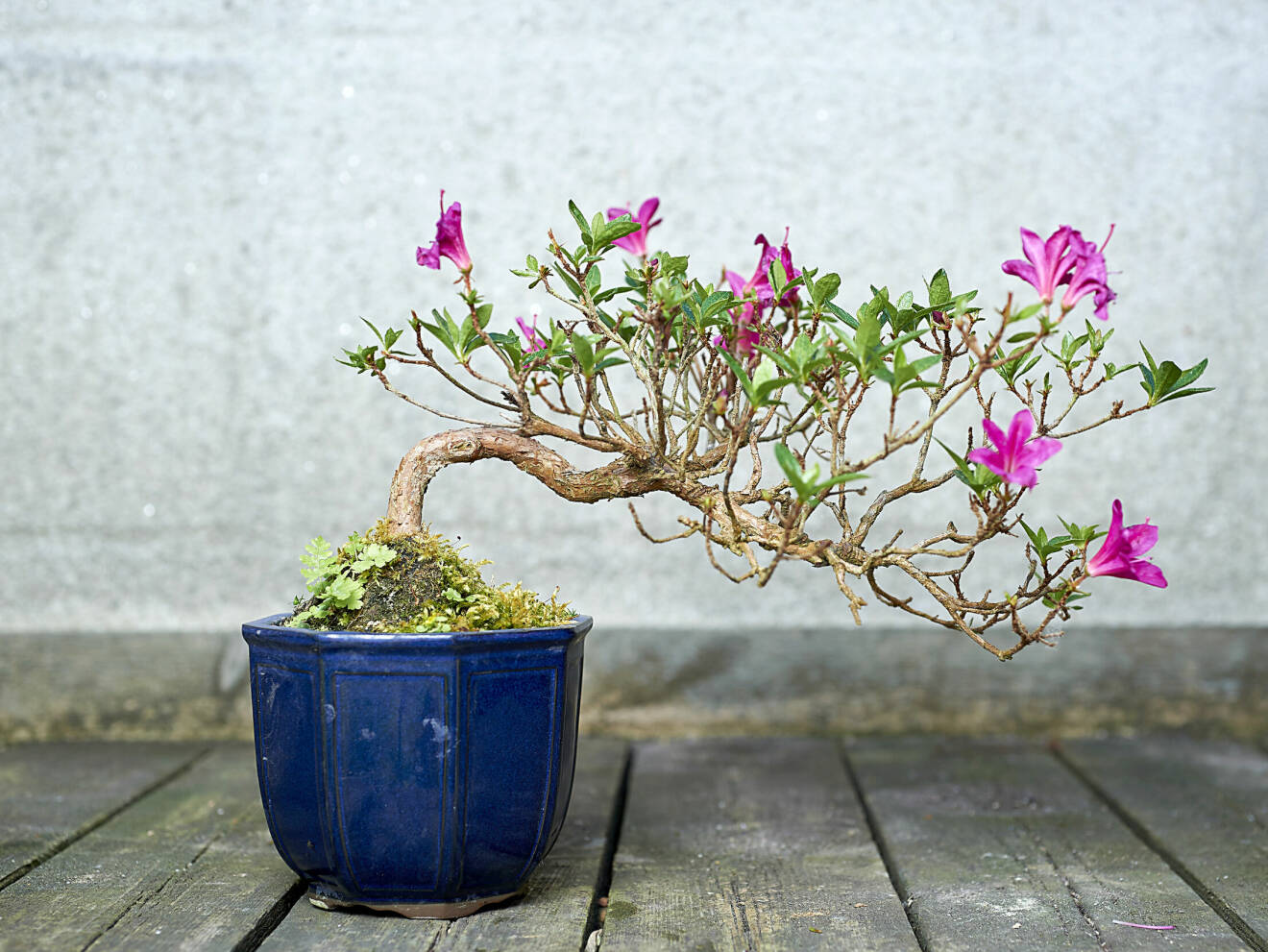 Halvkaskad kallas den här bonsaistilen. Azalean ser ut att växa över ett vattendrag.