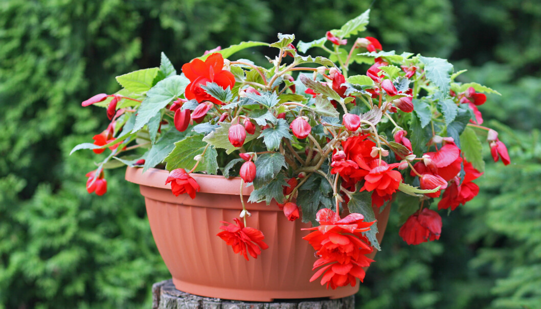 Hängbegonia 'Pendula' i kruka.