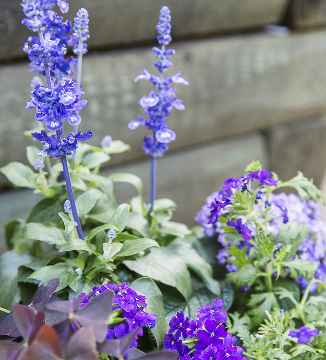 Hängverbena och daggsalvia i en kruka på uteplatsen.