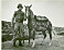 Hästen Reckless transporterade ammunition under Koreakriget.