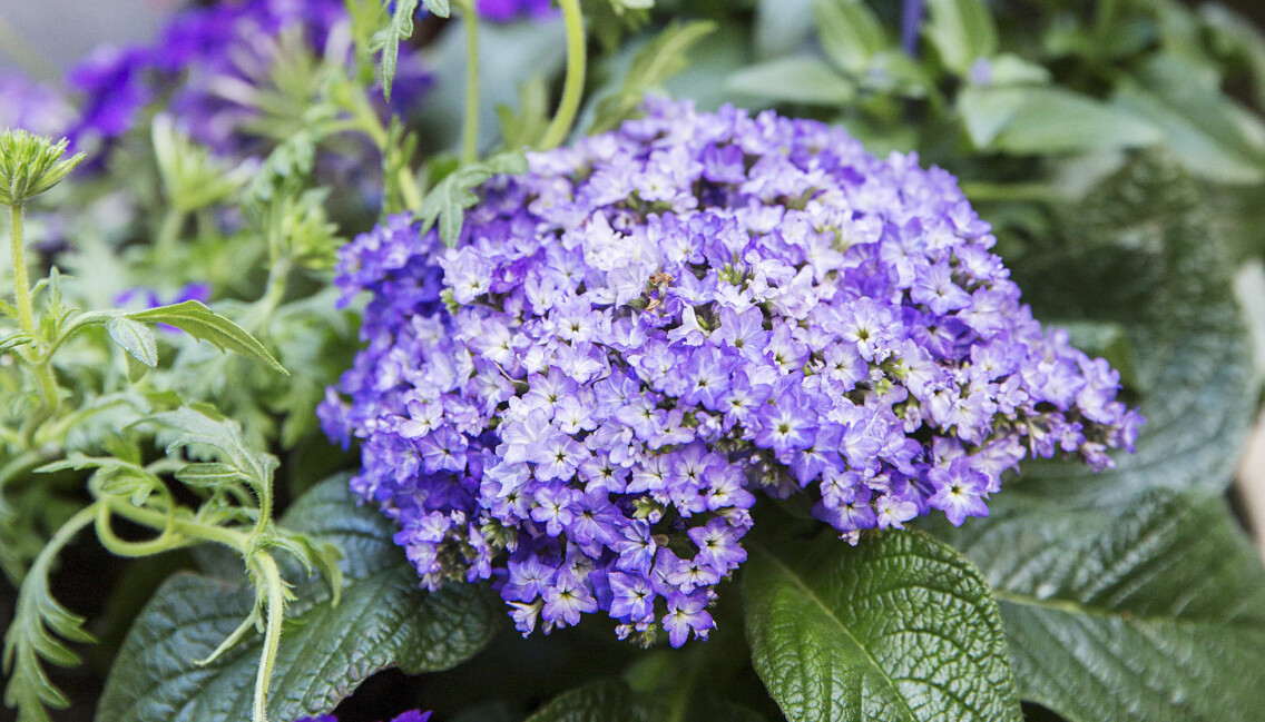 Heliotrop blommar hela sommaren på uteplats och balkong.