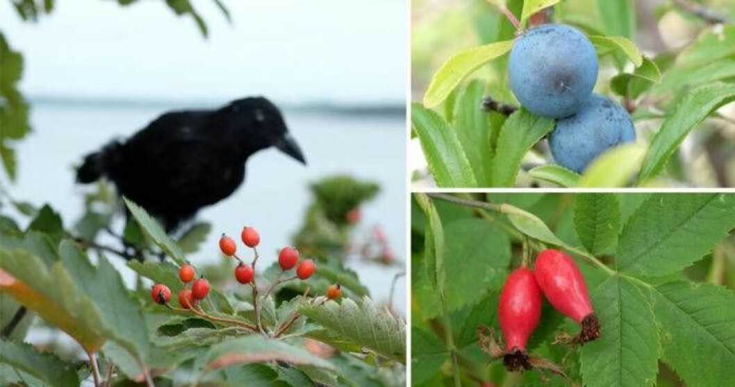 Bilder ur boken ”Häxans årstider – magisk trädgård året runt”. Hösten är tiden då man kan använda trädens och buskarnas frukter, såsom nypon, slånbär och hagtorn. Bilder ur boken "Häxans årstider – magisk trädgård året runt"