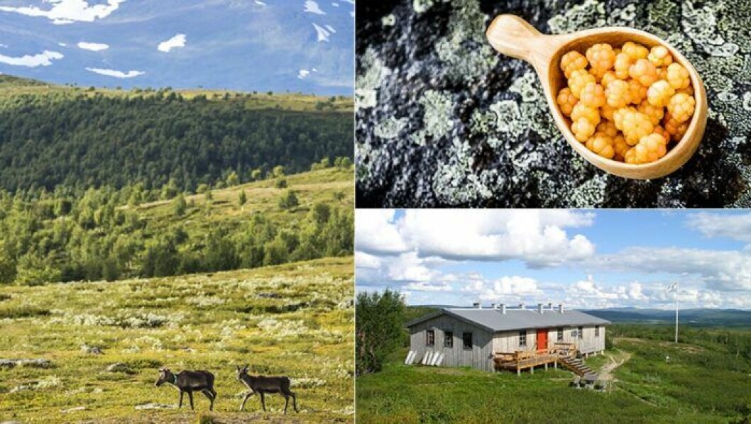 Signaturled Hemavan-Ammarnäs.