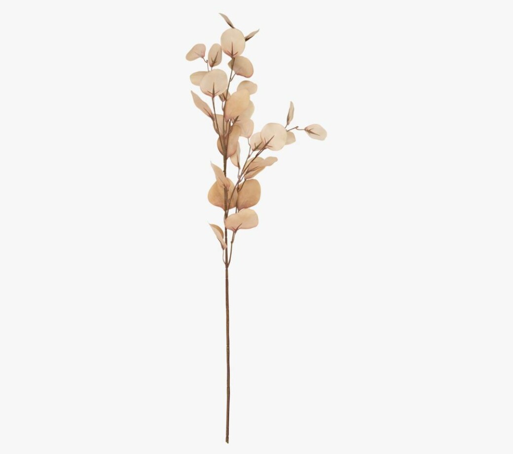 Beige kvist med skira blad, konstväxt Eucalyptus.