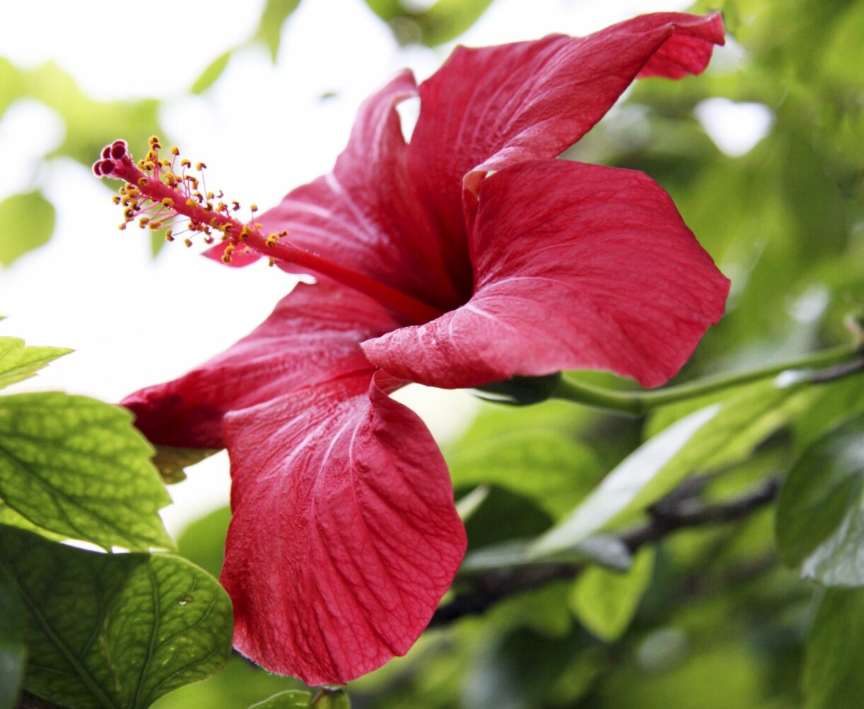 En hibiskusblomma i ett uterum.