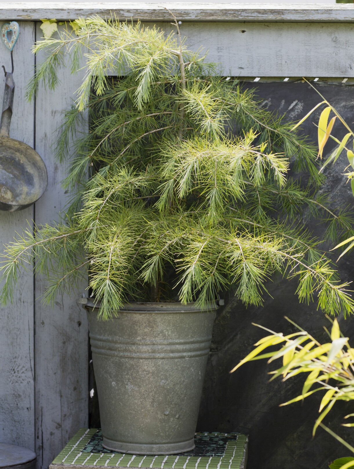 Himalayaceder, <em>Cedrus deodara, </em>i en zinkhink. Till advent kan den få en ljusslinga som ställs, kanske tillsammans med någon liten gran och mossa, på ett bord utanför ett av husets fönster. Himalayaceder planterad i en zinkhink.