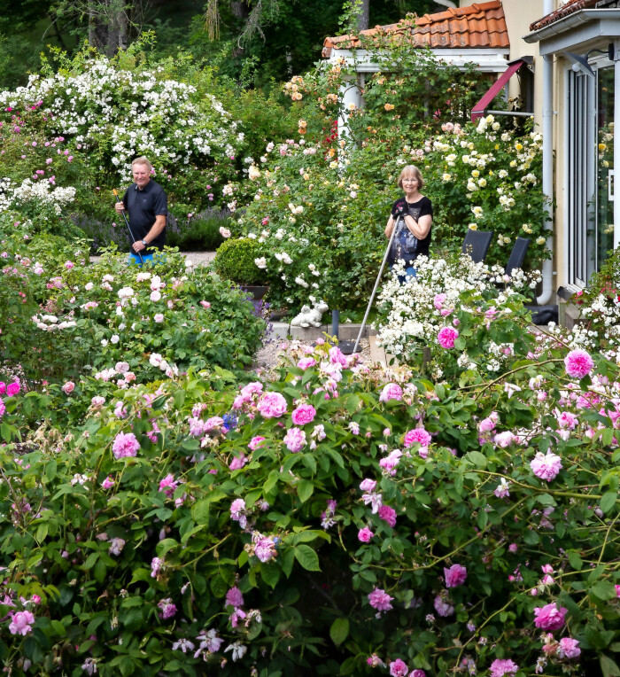 I högsommartid finns det ingen annanstans Ann-Charlotte och Bengt vill vara än just här, mitt bland överdådet av rosor. I förgrunden blommar ’Ispahan’. I högsommartid finns det ingen annanstans Ann-Charlotte och Bengt vill vara än just här, mitt bland överdådet av rosor. I förgrunden blommar ’Ispahan’.