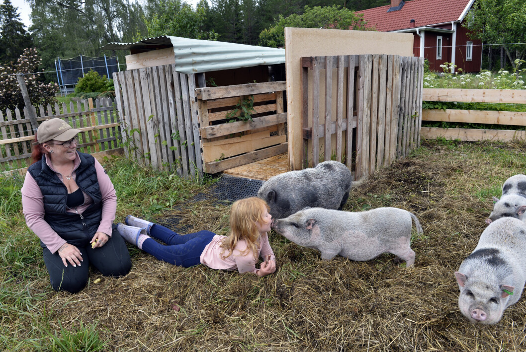 Erika och Eden i grishagen där Eden får en puss av en av grisarna.