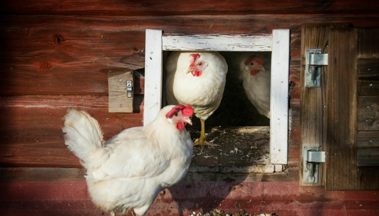 På Åses gård får hönorna leva ett fritt och härligt liv. Hönor tittar ut ur hönshus.