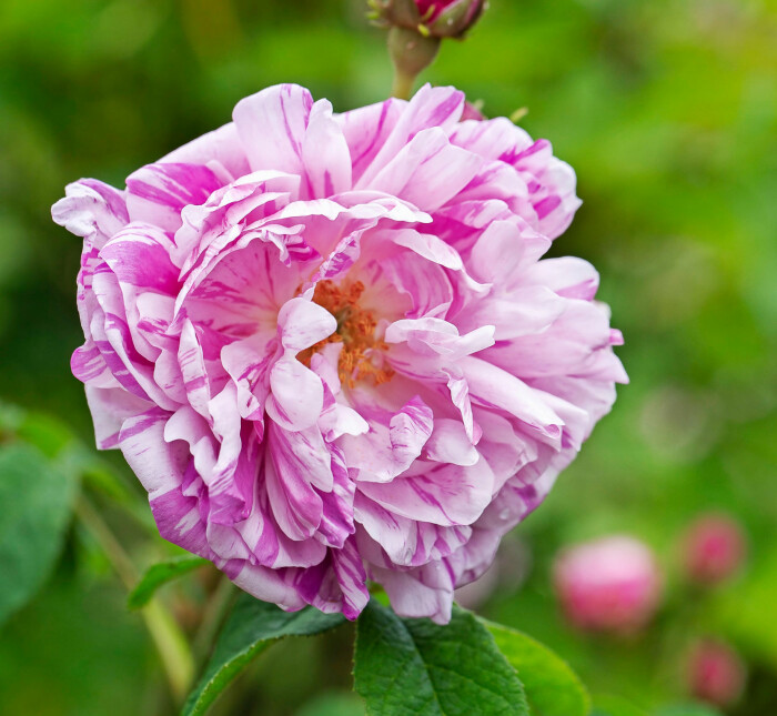 ’Honorine de Brabant’ blommar länge och kommer tillbaka i en andra blomning mot hösten, men då mer enfärgat karminröd. ’Honorine de Brabant’ blommar länge och kommer tillbaka i en andra blomning mot hösten, men då mer enfärgat karminröd.