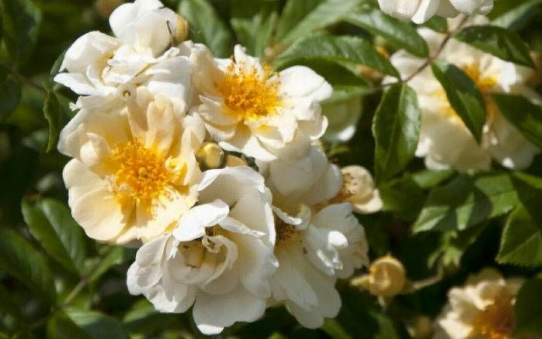 För mesta smak – välj en sort med kraftig doft. ’Hybrida’ har en söt honungsdoft.