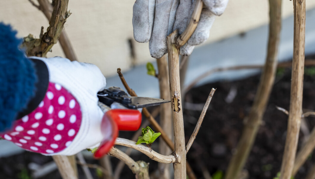 Även om det inte kommit några skott på grenen kan den leva, så klipp inte av den utan att göra ett litet skrapprov på barken. Blir det bara brunt, är grenen död. Hortensia som beskärs på våren.