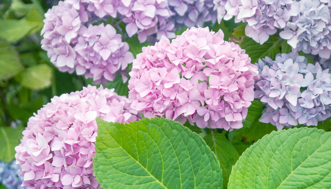 Hortensia blommar på sensommaren.