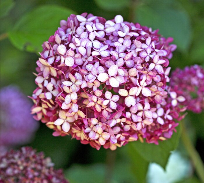Hortensian ’Pink Annabelle’ har den mest bedårande blomning med små, rödaktiga blommor.