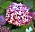 Hortensian ’Pink Annabelle’ har den mest bedårande blomning med små, rödaktiga blommor.