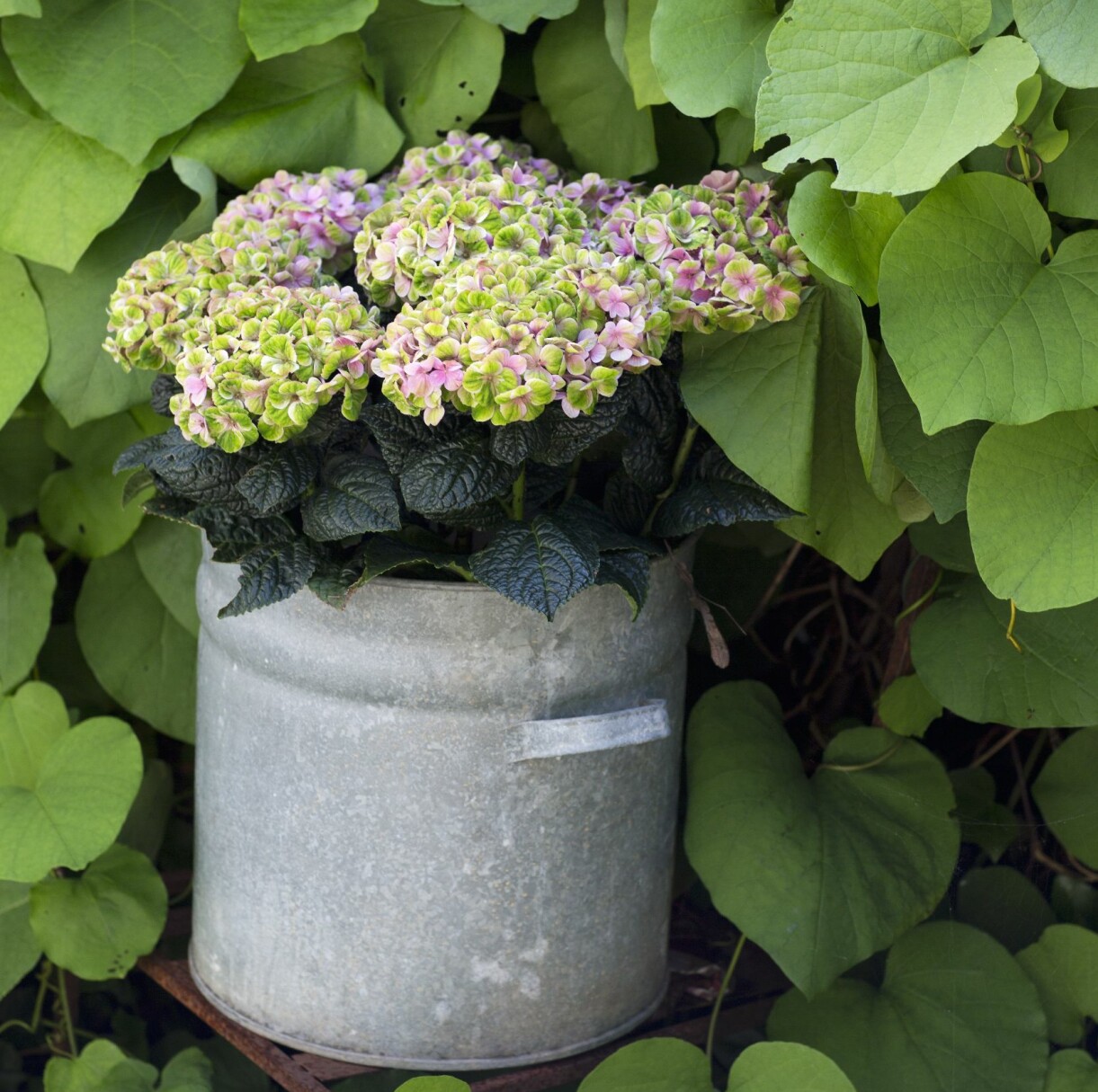 En grön vägg ger långtidsblommande hortensian 'Magical Four Seasons' fin inramning. Krukan står på en järnstol som placerats inne i piprankan. Hortensia 'Magical Four Seasons' i kruka framför en grön vägg av löv.