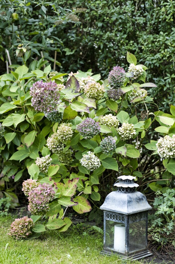 Generös och trogen. Den vanliga trädgårdshortensian blommar ofta rikligt och troget år efter år. Njut av färgspelet under säsongen och de vackra blomställningarna till långt fram på vintern. Trädgårdshortensia.