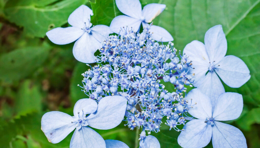 Den vackra purpurhortensian blommar från juli till september. Beskärningstid är sensommar. Den vackra purpurhortensian blommar från juli till september. Beskärningstid är sensommar.