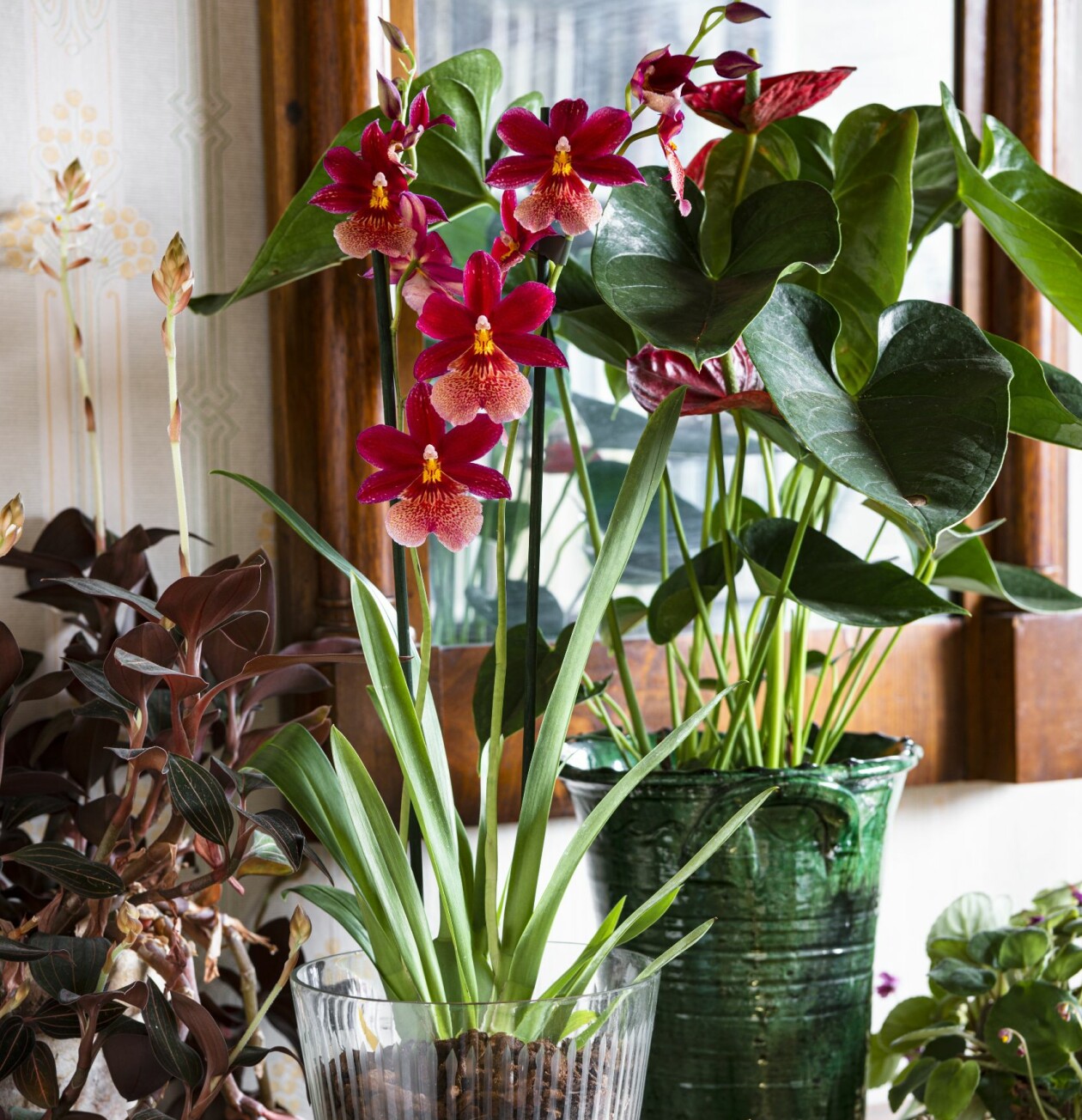 x Oncidopsis är en korsning mellan penséorkidé <em>Miltoniopsis</em> och Oncidium. Ibland säljs den under namnet Cambria. Höstfärgade orkidén x Oncidopsis.