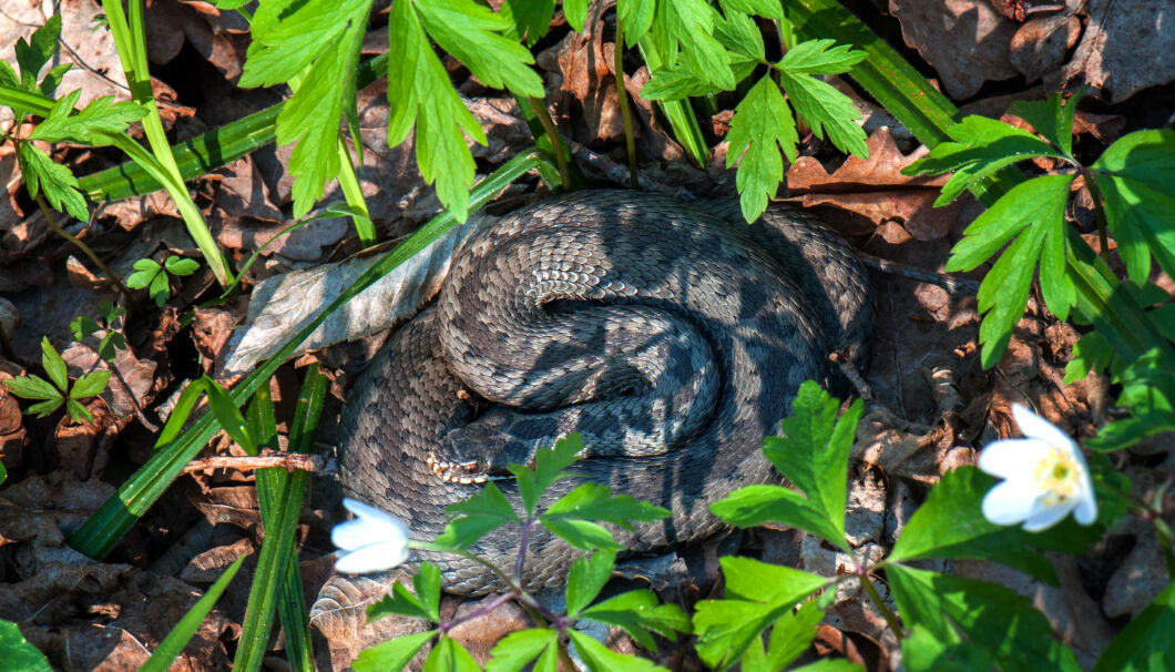 Lär dig skillnaden på huggorm och snok | Allas