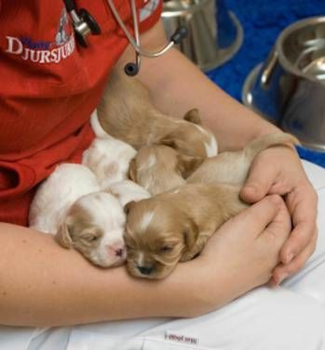 Foto: Shutterstock Söta små hundvalpar.