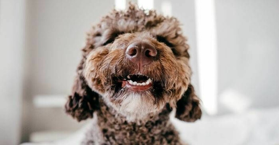 Låt hunden sova i sängen! Foto: Shutterstock/TT Gullig hund