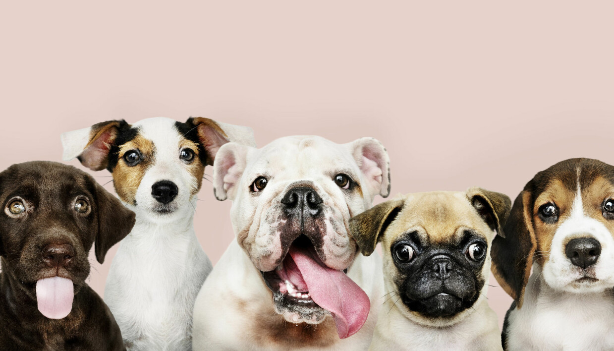 Hundar sitter på rad - svårt för pälsdjursallergiker.