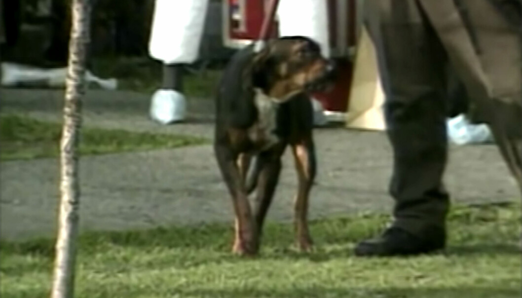 Chief försökte skydda Raquel och Jay. Hunden sköts med två skott och fördes till djursjukhus. Hunden Chief sköts med två skott