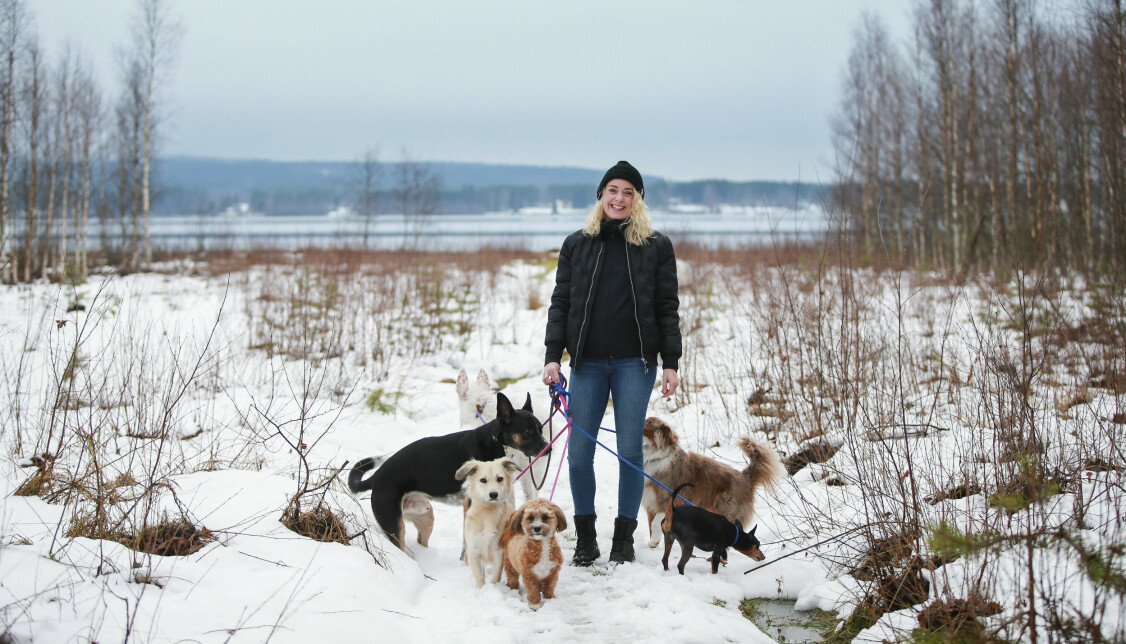 Linnea Kolding tar sin flock på promenad. Hundexperten Linnea Kolding är på promenad med sina hundar, i bakgrunden syns en sjö, vid sidorna kala träd och på marken ligger snö.