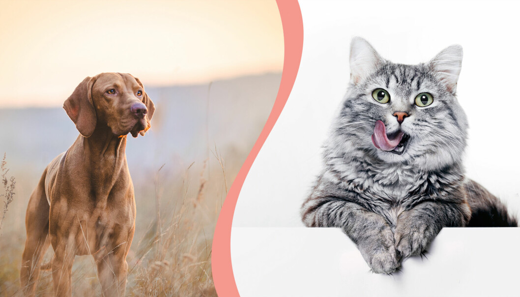 Till vänster, en hund ute i naturen, till höger en katt som slickar sig runt munnen.