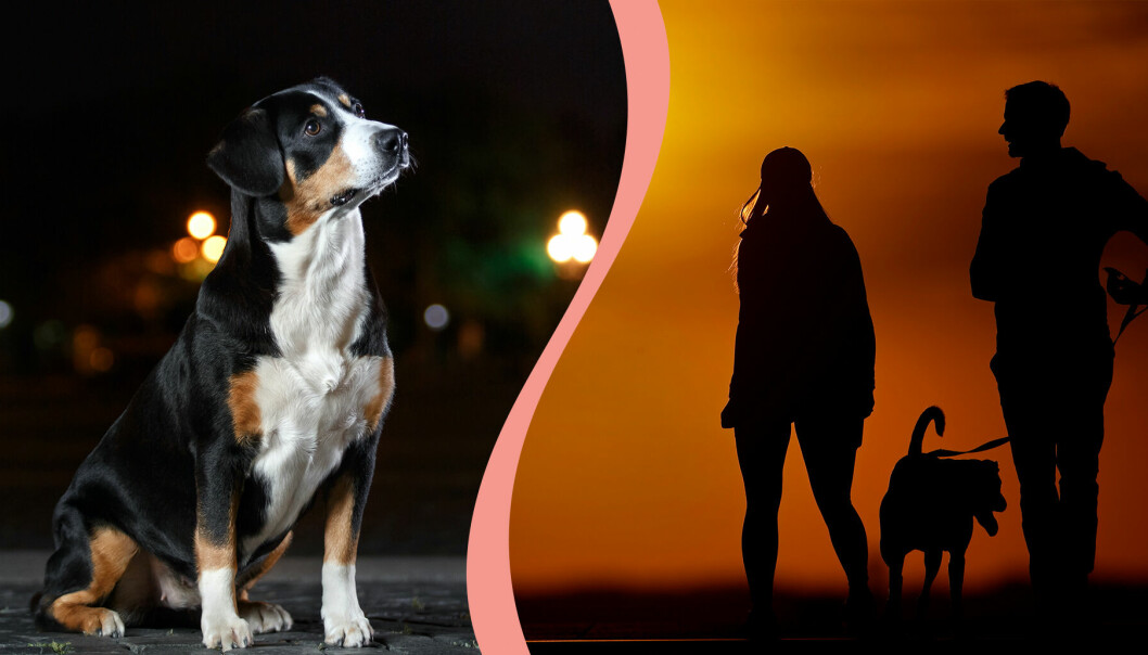 Till vänster, en hund som väntar på kvällen, till höger, två personer är ute med sin hund i solnedgången.