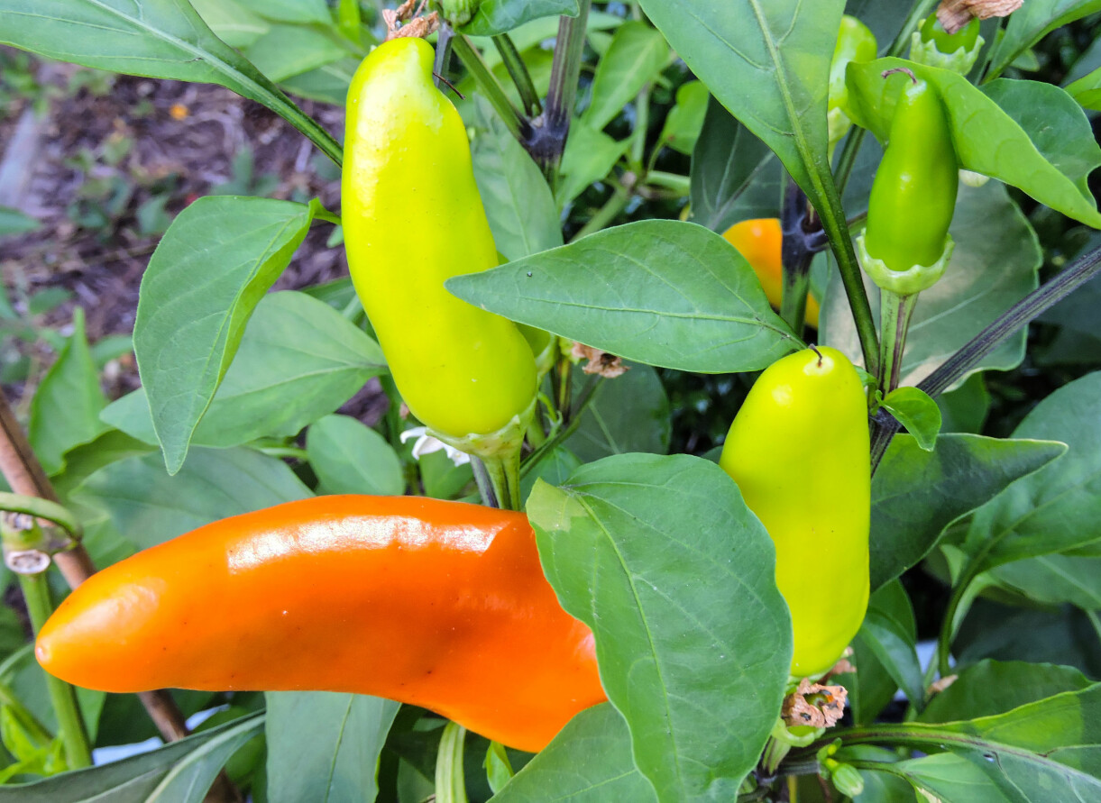 Hungarian hot wax chiliplanta.