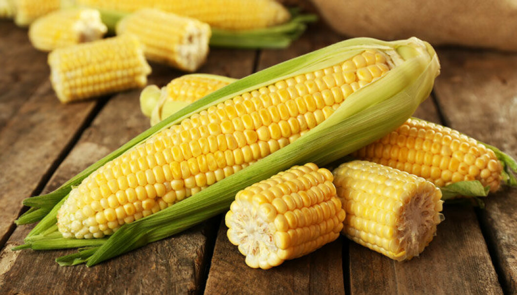 Vi lär dig hur du förvarar majs i frysen i upp till sex månader.