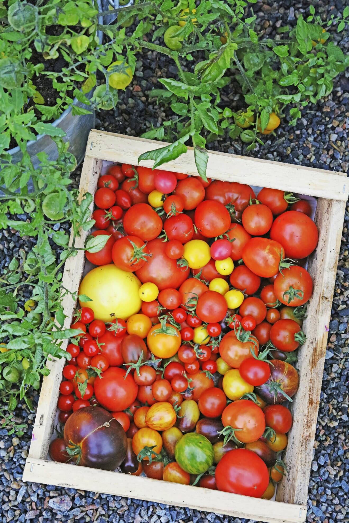 Hur man odlar med tomat.